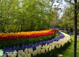 Keukenhof 2017 (52)