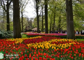 Keukenhof 2017 (53)