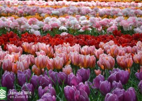 Keukenhof 2017 (55)
