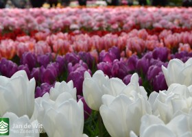 Keukenhof 2017 (56)