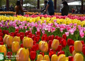 Keukenhof 2017 (57)