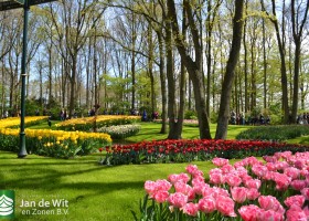 Keukenhof 2017 (6)