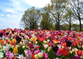 Keukenhof 2017 (63)