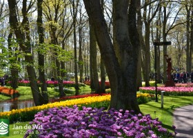 Keukenhof 2017 (7)
