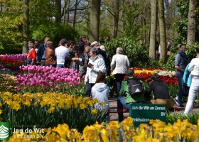 Keukenhof 2017 (8)