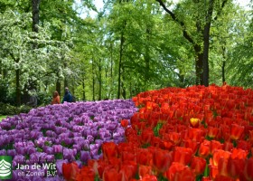 Tulipa Alibi & Prins Claus (6)