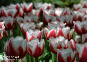 Tulipa Allison Bradley (8)