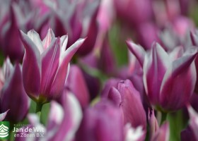 Tulipa Ballade (3)