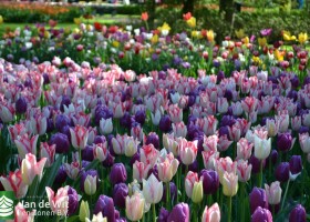 Tulipa Beautytrend & Purple Flag (2)