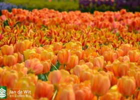 Tulipa Blushing Apeldoorn (5)