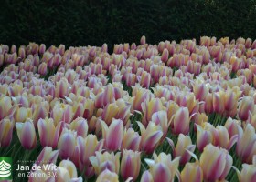 Tulipa Blushing Lady (1)