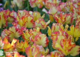 Tulipa Caribbean Parrot (1)