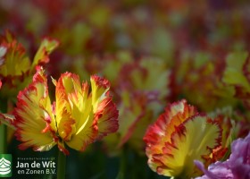 Tulipa Caribbean Parrot (3)