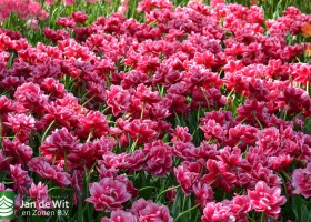 Tulipa Columbus (2)
