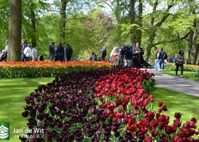 Tulipa Continental (1)