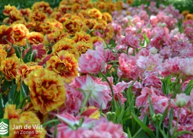 Tulipa Crispion Sweet & Dutch Pioneer (7)