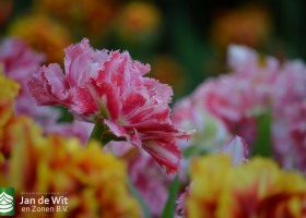 Tulipa Crispion Sweet (2)