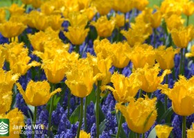 Tulipa Crystal Star (4)