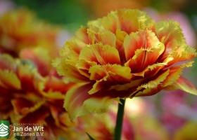 Tulipa Dutch Pioneer (1)