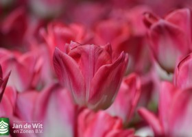 Tulipa Dynasty (11)