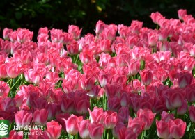 Tulipa Dynasty (8)
