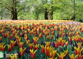 Tulipa Fire Wings &  (3)