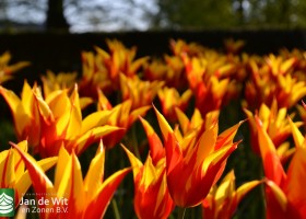 Tulipa Fire Wings (1)