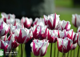 Tulipa Flaming Baltic (3)