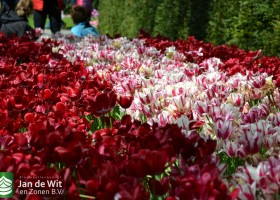 Tulipa Flaming Club & Fiery Club (8)