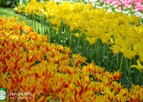 Tulipa Fly Away, Firework & Flashback (1)