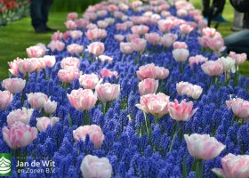 Tulipa Foxtrot (6)