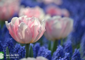 Tulipa Foxtrot (8)
