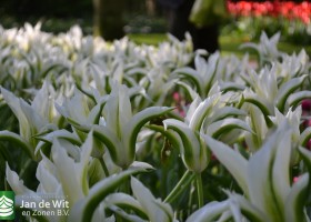 Tulipa Greenstar (4)