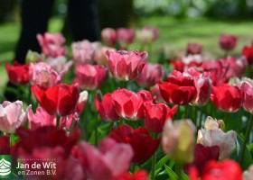 Tulipa Hemisphere (13)