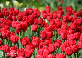 Tulipa Ile de France (1)