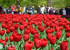 Tulipa Kingsblood (2)