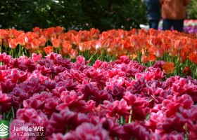 Tulipa Lava Dynasty & Columbus (1)