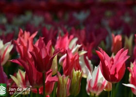 Tulipa Marilyn & Mariette & Scarlet Baby (1)