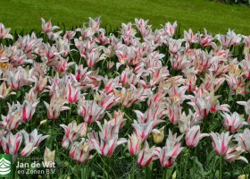 Tulipa Marilyn (11)