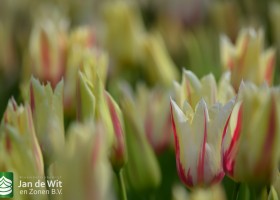 Tulipa Marilyn (7)