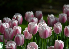 Tulipa Ollioules (3)