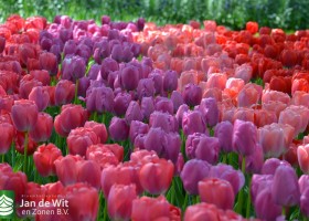 Tulipa Pride serie (4)