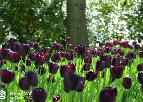 Tulipa Queen of Night (3)