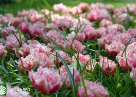 Tulipa Queensland (9)