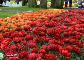 Tulipa Red Princess & Orange Princess (2)