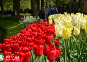 Tulipa Red Proud & First Proud (1)