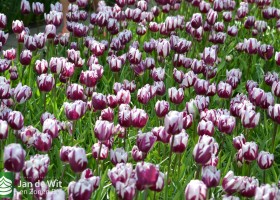 Tulipa Rems Favourite (1)