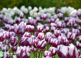 Tulipa Rems Favourite (7)