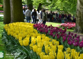 Tulipa Shooting Star (1)