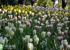 Tulipa Spring Green Serie (1)